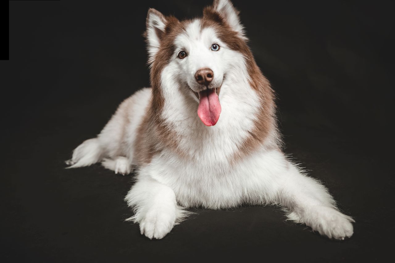 Charming Siberian Husky with blue eyes lying in a studio setting on a black background.